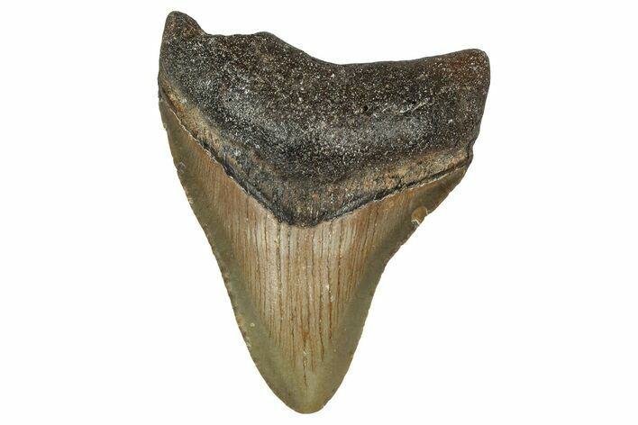Juvenile Megalodon Tooth - North Carolina #355743